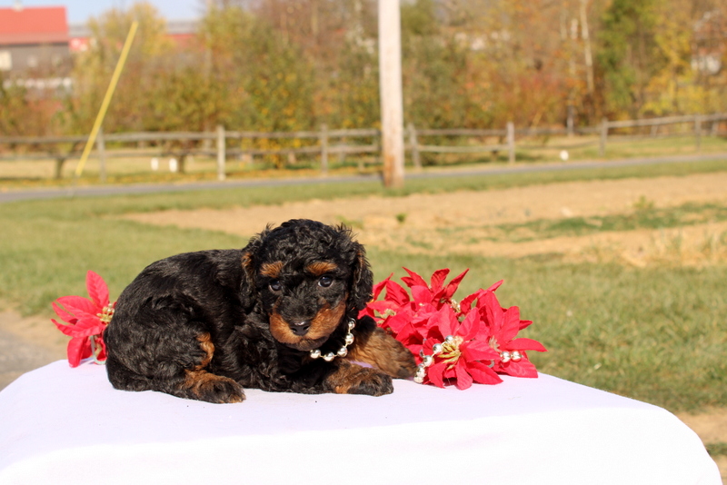 puppy, for, sale, Miniature Poodle, Matthew B. Stoltzfus, dog, breeder, Gap, PA, dog-breeder, puppy-for-sale, forsale, nearby, find, puppyfind, locator, puppylocator, aca